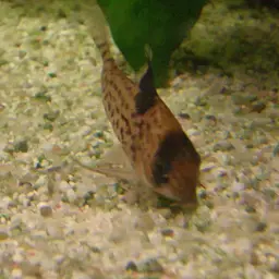 Leucomelas Cory, photo 2