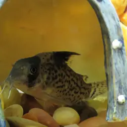 Leucomelas Cory, photo 3