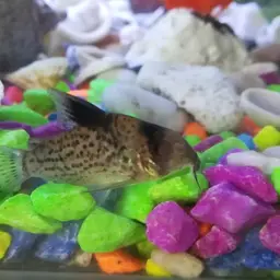 Leucomelas Cory, photo 4
