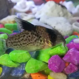 Leucomelas Cory, photo 5