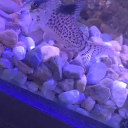 Leucomelas Cory, photo 6