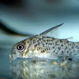 Loretoensi Cory or Loretoensis Cory, photo 2