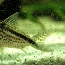 Dirty bandit cory