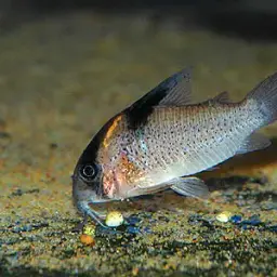 Black-spotted Corydoras