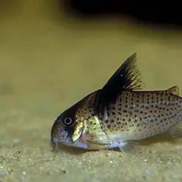 Black-spotted Corydoras, photo 2
