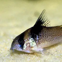 Black-spotted Corydoras, photo 3