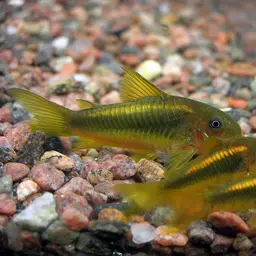 Green-gold Cory, photo 1