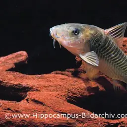 Green-gold Cory, photo 2
