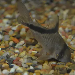 False Bandit Cory, photo 1