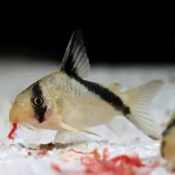 False Bandit Cory, photo 3