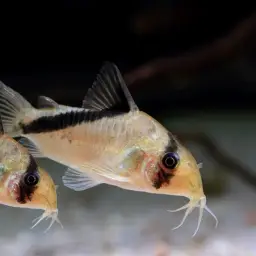 False Bandit Cory, photo 4