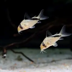 False Bandit Cory, photo 6