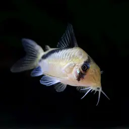 False Bandit Cory, photo 7