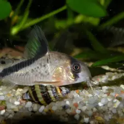 False Bandit Cory, photo 8