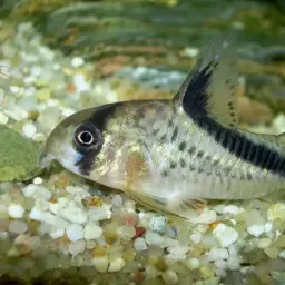 False Bandit Cory, photo 9