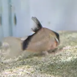 Bandit Cory, photo 3
