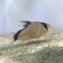 Bandit Cory, photo 4