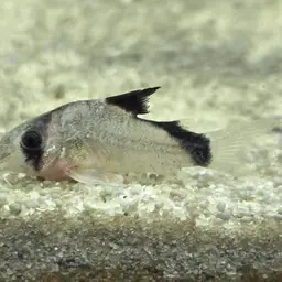 Bandit Cory, photo 6