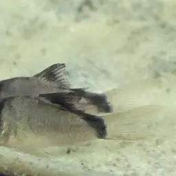 Bandit Cory, photo 7