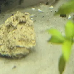 Bandit Cory, photo 8