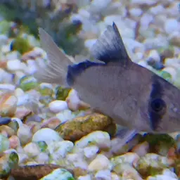 Bandit Cory, photo 10