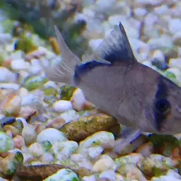 Bandit Cory, photo 11