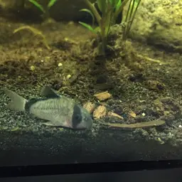 Bandit Cory, photo 12