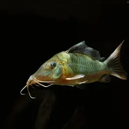 Jumbo Cory, photo 2