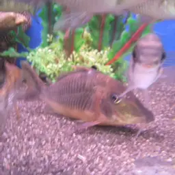 Jumbo Cory, photo 6