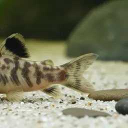 Rio Napo cory, photo 1