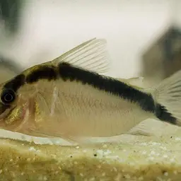 Long nosed arched cory, photo 1
