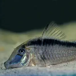 Long nosed arched cory, photo 2