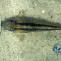 Long nosed arched cory, photo 3