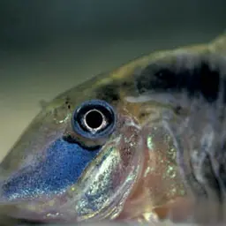 Long nosed arched cory, photo 4