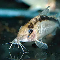 Long nosed arched cory, photo 5