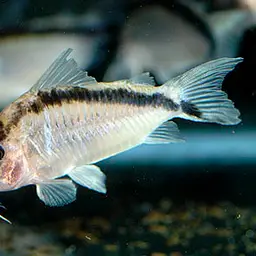 Long nosed arched cory, photo 6