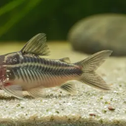 Long nosed arched cory, photo 7