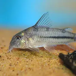 Blue Cory