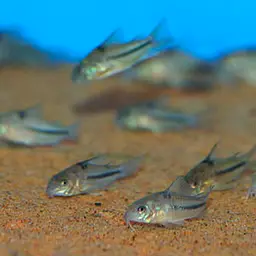 Blue Cory, photo 2