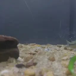 Blue Cory, photo 3