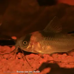 Nijssen's cory, photo 2