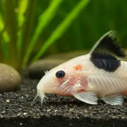 Nijssen's cory, photo 1