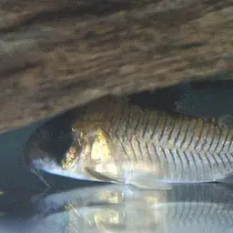 Flag Tailed Panda Cory, photo 2