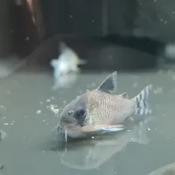 Flag Tailed Panda Cory, photo 3