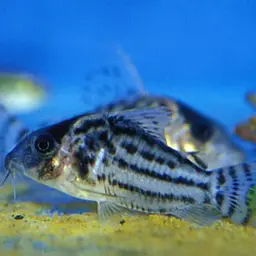 Ornate Corydoras, photo 1