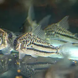 Ornate Corydoras, photo 2