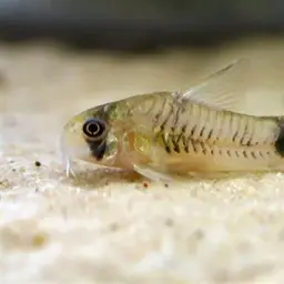 Loreto panda cory, photo 1