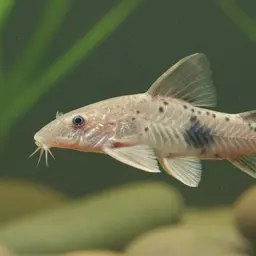Long nosed smudge spot cory