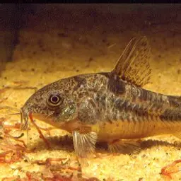 Peppered Cory