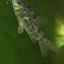 Peppered Cory, photo 2